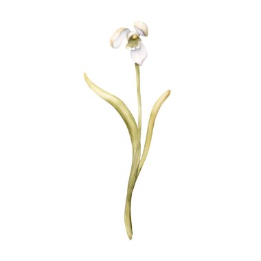 Kar Damlası Ampul Çiçeği. Paskalya kadınları için beyaz arka planda izole edilmiş suluboya el çizimi. Tekstil kumaş baskı kartı kozmetik paket porselen çanak.