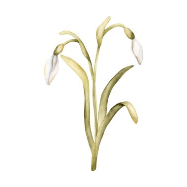 Kar Damlaları Ampul Çiçekleri. Paskalya kadınları için beyaz arka planda izole edilmiş suluboya el çizimi. Tekstil kumaş baskı kartı kozmetik paket porselen çanak.