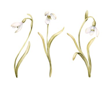 Kar Damlası Ampul Çiçeği Seti. Paskalya kadınları için beyaz arka planda izole edilmiş suluboya el çizimi. Tekstil tekstil baskı kartı kozmetik paket çanak çömleği.