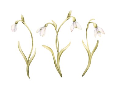 Kar Damlası Ampul Çiçeği Seti. Paskalya kadınları için beyaz arka planda izole edilmiş suluboya el çizimi. Tekstil tekstil baskı kartı kozmetik paket çanak çömleği.