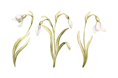 Kar Damlası Ampul Çiçeği Seti. Paskalya kadınları için beyaz arka planda izole edilmiş suluboya el çizimi. Tekstil tekstil baskı kartı kozmetik paket çanak çömleği.