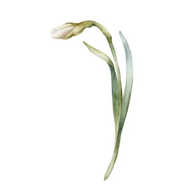 Nergis Bahar Çiçeği. Easter Woman 's Day' in tekstil baskı kartı kozmetik paket porselen çanak çömleği için beyaz arka planda izole edilmiş suluboya el çizimi.