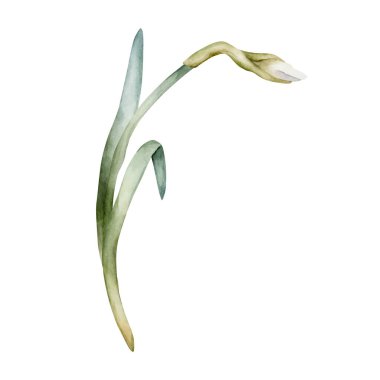 Nergis Bahar Çiçeği. Easter Woman 's Day' in tekstil baskı kartı kozmetik paket porselen çanak çömleği için beyaz arka planda izole edilmiş suluboya el çizimi.