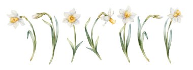 Nergis çiçeği çiçek seti. Easter Woman 's Day' in tekstil baskı kartı kozmetik paket çanak çömleği için beyaz arka planda izole edilmiş narsis çiçeği çizimi.