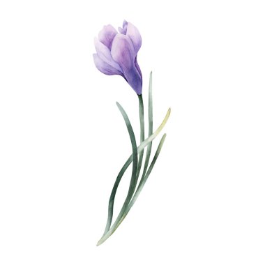 Crocus Taze Ampul Çiçeği. Paskalya kadınları için beyaz arka planda izole edilmiş suluboya el çizimi. Tekstil ev tasarımı. Kumaş baskı kartı kozmetik paket porselen çanak.