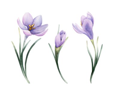 Crocus Taze Ampul Seti. Beyaz arka planda izole edilmiş suluboya el çizimi Paskalya kadınları ev yapımı tekstil kumaş baskı kartı kozmetik paket çanak çömlek.