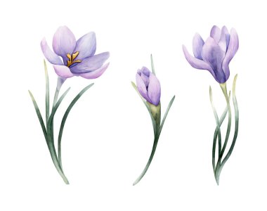 Crocus Taze Ampul Seti. Beyaz arka planda izole edilmiş suluboya el çizimi Paskalya kadınları ev yapımı tekstil kumaş baskı kartı kozmetik paket çanak çömlek.