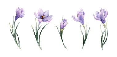 Crocus Taze Ampul Seti. Beyaz arka planda izole edilmiş suluboya el çizimi Paskalya kadınları ev yapımı tekstil kumaş baskı kartı kozmetik paket çanak çömlek.