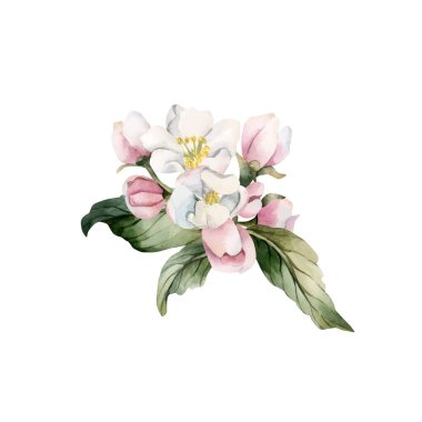 Elma çiçeği bahar çiçekleri dallanır. Kirazlı Sakura Çiçekli Suluboya el, beyaz arka planda izole edilmiş çiçek çizimi Paskalya tasarımı taze baskı kozmetik paket porselen çanak çömlek.