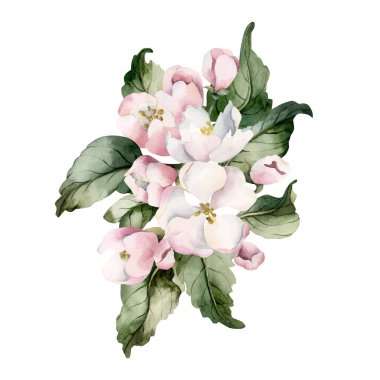 Elma çiçeği bahar çiçekleri dallanır. Kirazlı Sakura Çiçekli Suluboya el, beyaz arka planda izole edilmiş çiçek çizimi Paskalya tasarımı taze baskı kozmetik paket porselen çanak çömlek.