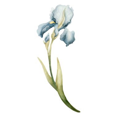 Mavi Iris Ampul Çiçeği. Paskalya kadınları için beyaz arka planda izole edilmiş suluboya el çizimi. Tekstil kumaş baskı kartı kozmetik paket porselen çanak.
