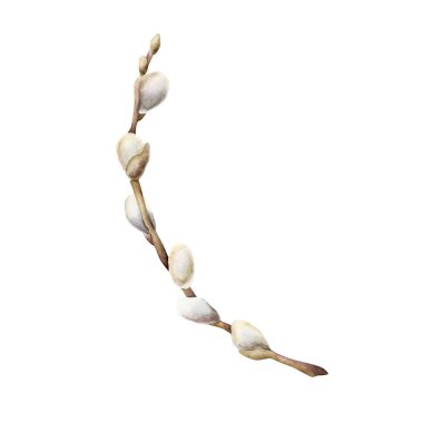 Yumuşak kedi derili söğüt dalı. Paskalya bayramı için beyaz arka planda izole edilmiş suluboya el çizimi. Tekstil. Taze kumaş baskı kartpostal, porselen kaplama.