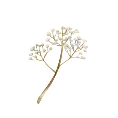 Çingene çiçek dalı. Bebeğin nefesi sulu boya el, Paskalya bayramı bahar tasarımı için beyaz arka planda izole edilmiş çiçek deseni çizdi. Tekstil kumaş baskı kartı, porselen çanak çömlek.