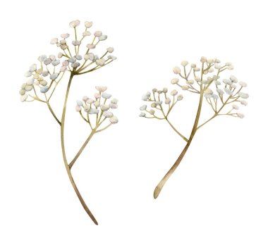 Çingene çiçek dalı seti. Bebeğin nefesi sulu boya el, Paskalya bayramı bahar tasarımı için beyaz arka planda izole edilmiş çiçek resimlerini çizdi.