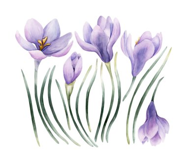 Crocus Taze Ampul Seti. Suluboya el çizimi, beyaz arka planda izole edilmiş çiçek resmi Paskalya kadınlarının günlük tekstil ev tasarımı yeni kumaş baskı kartı kozmetik paket porselen çanak çömlek.