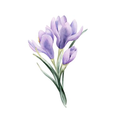 Crocus Bouquet Spring Bulb Flower. Watercolor hand drawn floral illustration isolated on white background for Easter Woman's day design home textile fresh fabric print card cosmetic package crockery