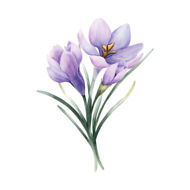 Crocus Bouquet Spring Bulb Flower. Watercolor hand drawn floral illustration isolated on white background for Easter Woman's day design home textile fresh fabric print card cosmetic package crockery