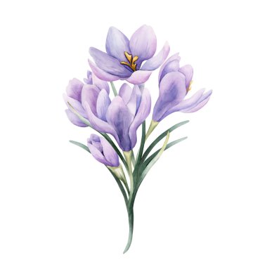 Crocus Bouquet Spring Bulb Flower. Watercolor hand drawn floral illustration isolated on white background for Easter Woman's day design home textile fresh fabric print card cosmetic package crockery