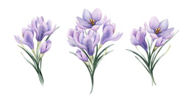 Crocus Bouquet Set Spring Bulb Flower. Watercolor hand drawn floral illustration isolated on white background for Easter Woman's day design home textile fresh fabric print card cosmetic package