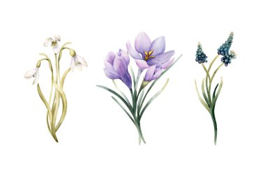 Kar Damlası Crocus Muscari Buketleri Bahar Ampulü Çiçekleri. Beyaz arkaplanda bulunan suluboya el çizimi Paskalya kadınlarının tekstil baskı kartı kozmetik çanak çömleği.