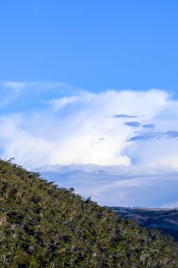 Avustralya sakız ağaçları bulutlu mavi gökyüzü ile bir dağda