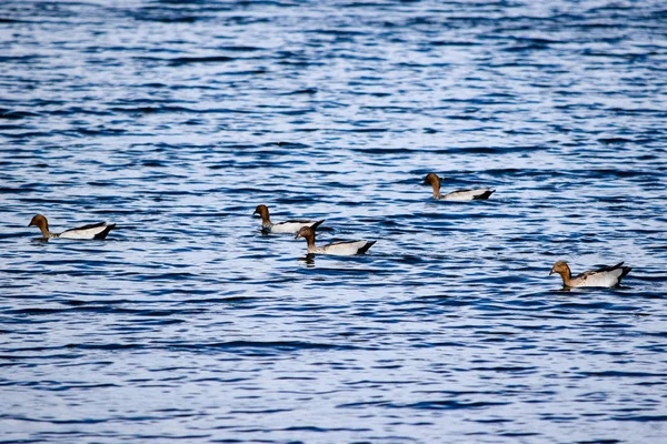 Pięciu australijski kaczki pływanie w jezioro Jindabyne — Zdjęcie stockowe