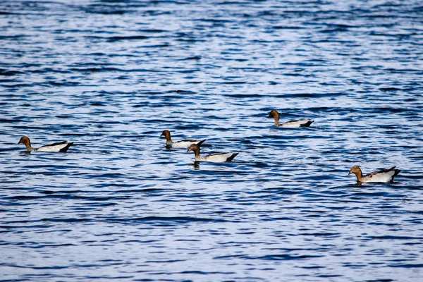 Fünf australische Waldenten schwimmen im Jindabyne-See — Stockfoto