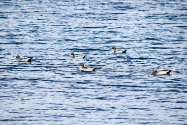 Beş Avustralya ahşap Lake Jindabyne Yüzme ördekler