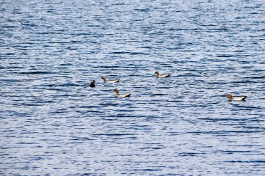 Beş Avustralya ahşap Lake Jindabyne Yüzme ördekler