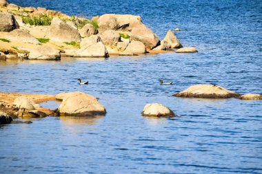 İki Avustralya ahşap ördek göl Jindabyne'nın suların çekildiği kıyı Yüzme