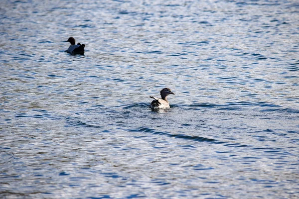 Deux canards australiens nagent dans le lac Jindabyne — Photo