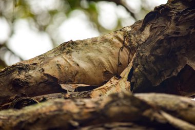 Avustralya sakız ağacı dökülme kabuğu