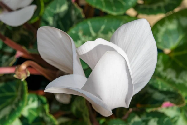 Flor de ciclamens - flor blanca con follaje verde — Foto de Stock