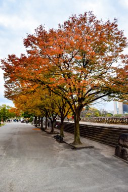 Osaka Kalesi parkındaki ağaç yolları