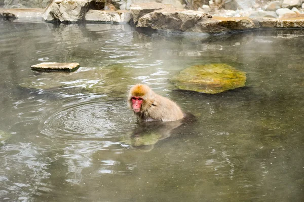 Kar maymun onsen (Japon termal havuzu rahatlatıcı)