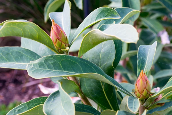 Australian native waratah hybrid flower — Stock Photo, Image