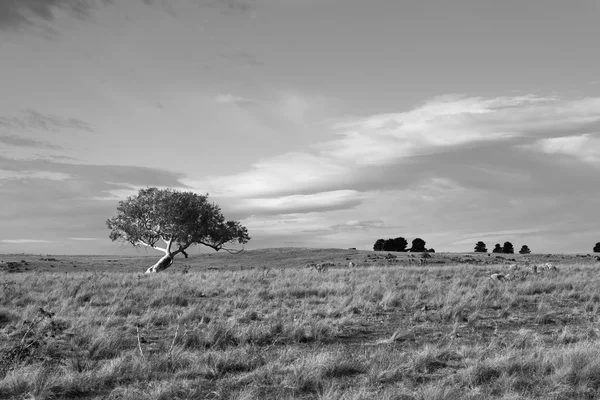 Un albero solitario su una proprietà rurale australiana — Foto Stock