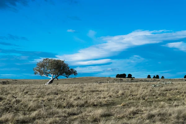 One lonely tree on an Australian rural property