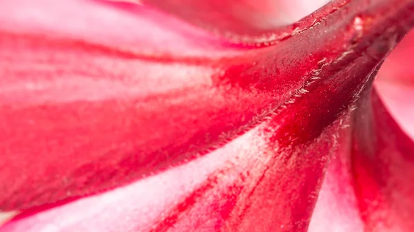 Flor roja abstracta en el jardín — Foto de Stock