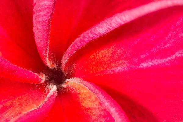 Macro beautiful red flower in garden — Stock Photo, Image