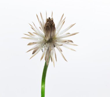 Makro çiçek çiçeklenme