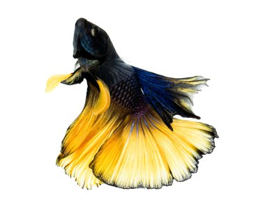 Makro daha iyi balık Siam