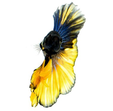 Dövüş balık Tayland closeup siam 