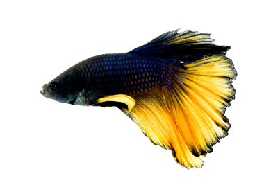 Makro dövüş balık siam renkli