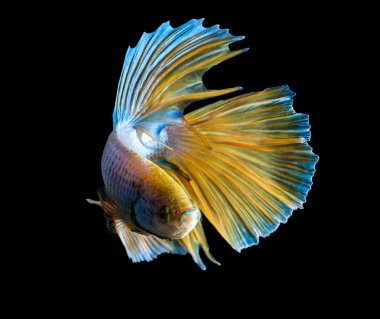 Beyaz ve mavi Siyam mücadele 