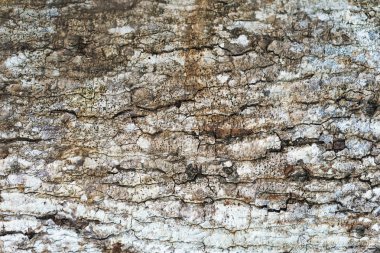 Makro ahşap duvar kağıdı