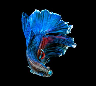 soyut daha iyi balık, Siyam mücadele balık