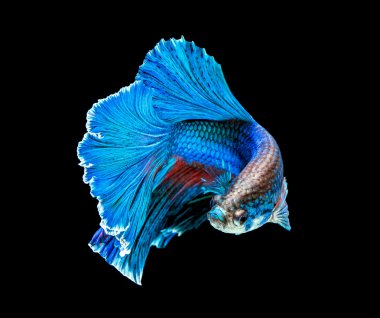 Siyam mücadele balık