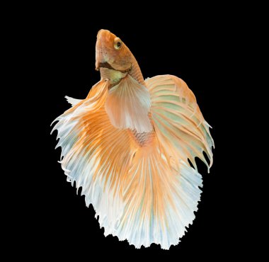 Altın Siyam mücadele balık eylem 