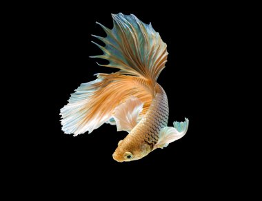 soyut Siyam mücadele balık